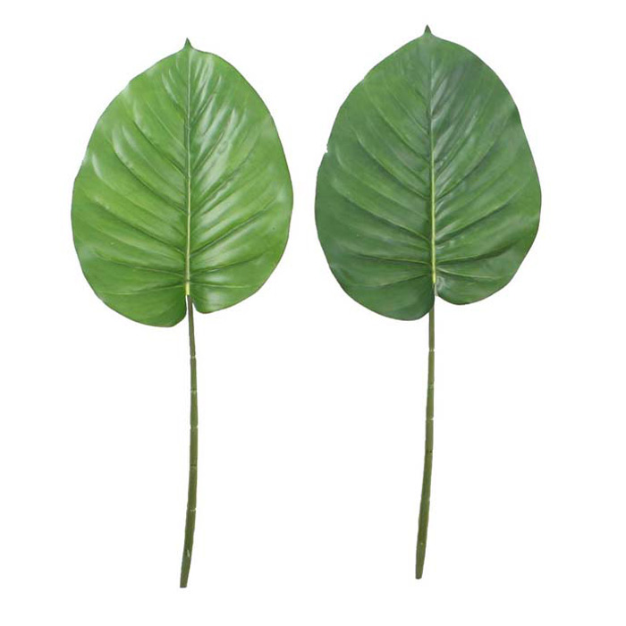 56 / 55CM green radish leaves