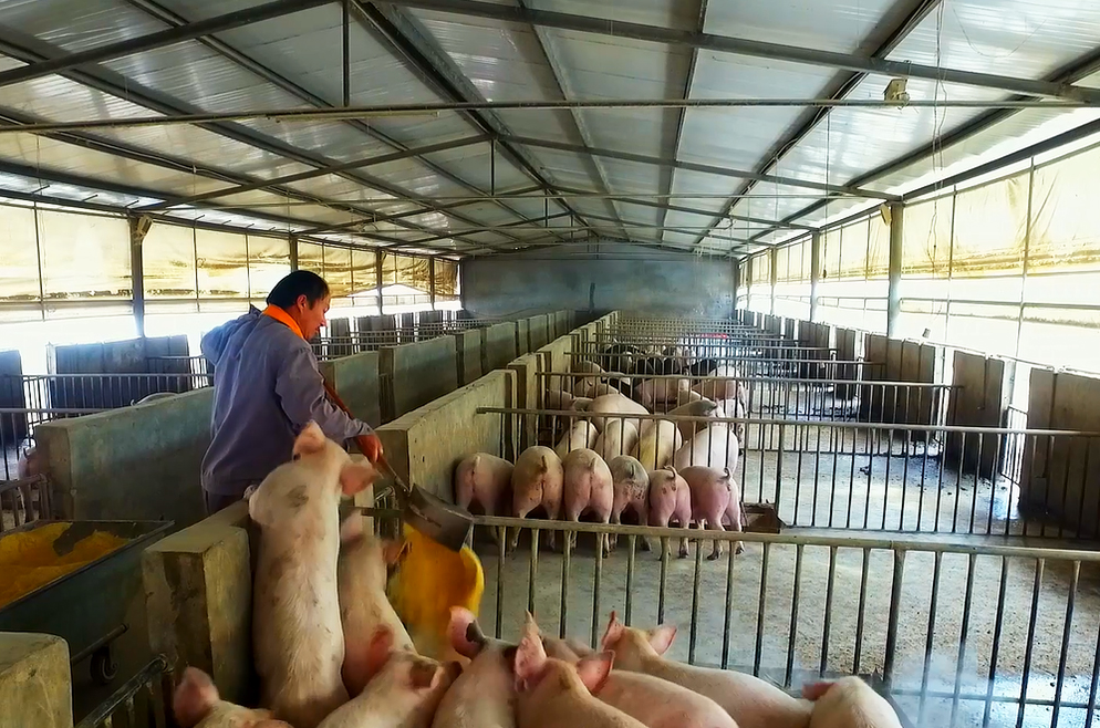 Ecological pig farm