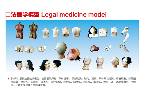 SMP01    系列法医教学模型