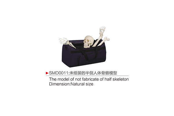 SMD0011  未组装的半侧人体骨骼模型