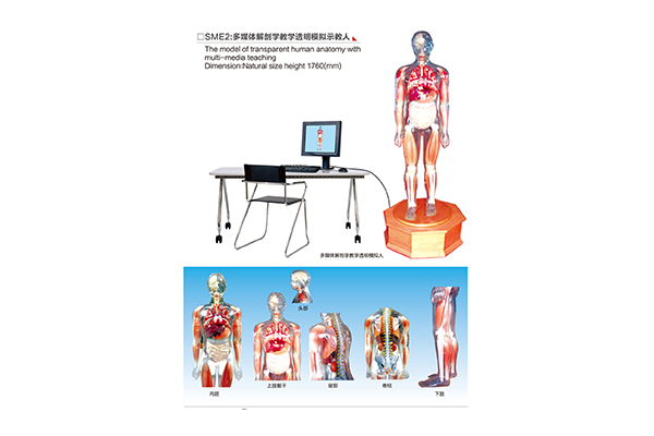 SME2 The model of transparent human anatomy with multi-media teaching