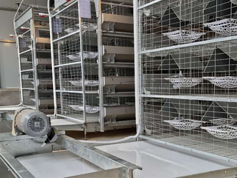 四层自动化养鸽设备