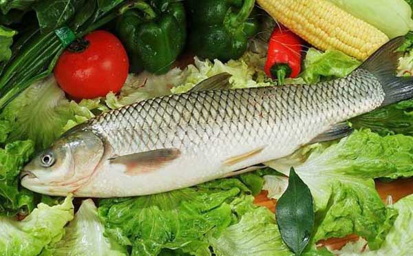 草魚的功效與作用及食用方法