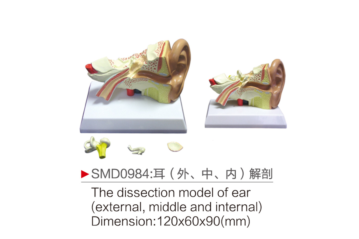 SMD0984：耳（外、中、内）解剖