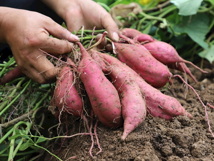 Why sweet potatoes become champion vegetables