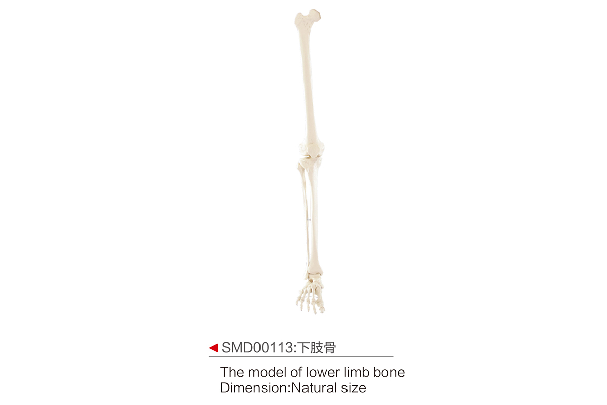 SMD00113:下肢骨