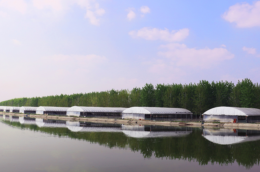 隆兴湖种鸭养殖示范基地