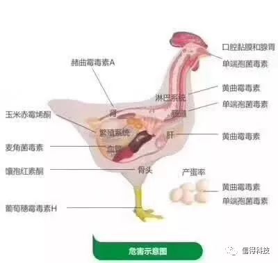 霉菌毒素對雞只的危害有哪些
