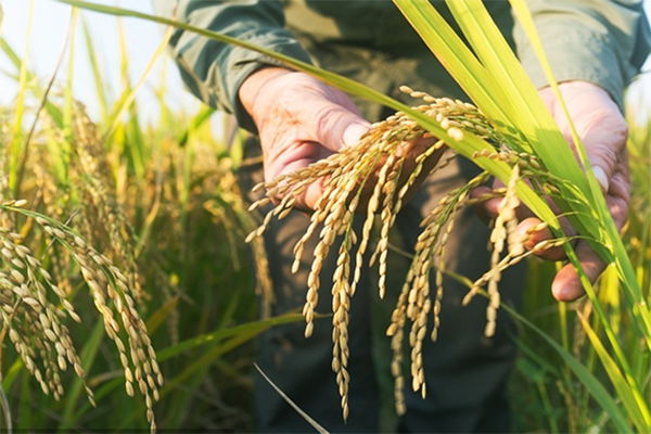 熱烈祝賀山東利農肥業有限公司十萬噸雙酶雙螯合功能肥料生產線竣工投產