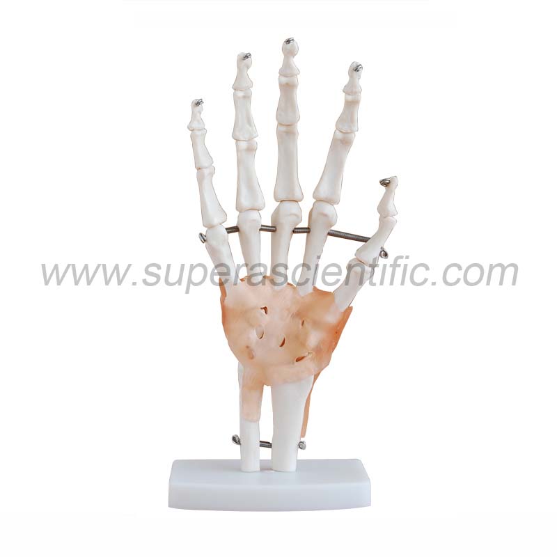SA-114A  Life-Size Hand Joint with Ligaments
