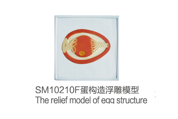 SM10210F The relief model of eqq structure