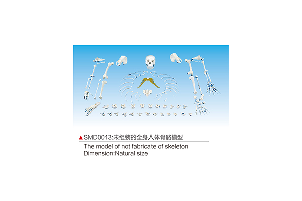 SMD0013 The model of not fabricate of skeleton