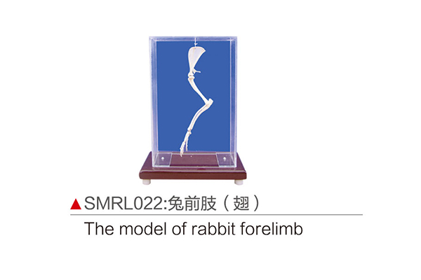 SMRL022：兔前肢（翅）