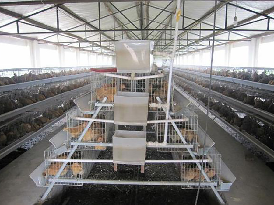 三层阶梯式养鸡设备