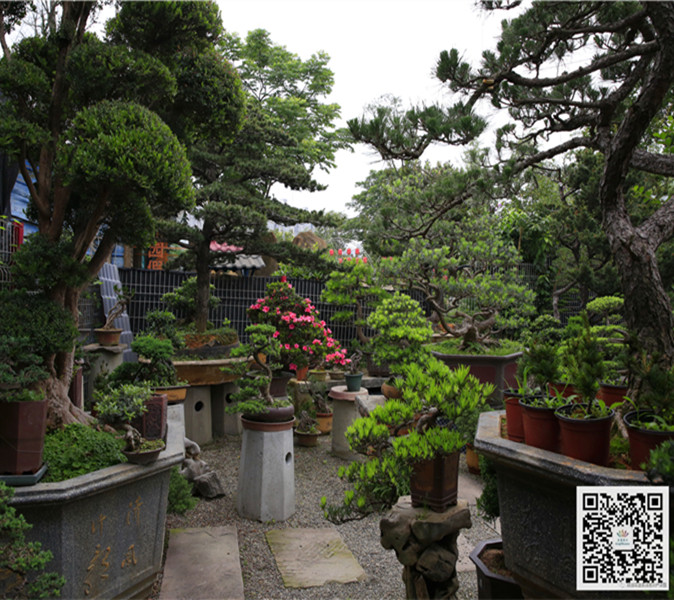 中式庭院绿植