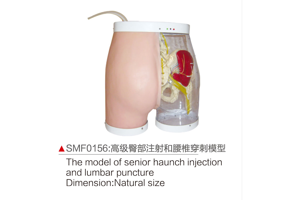 SMF0156：高级臀部注射和腰椎穿刺模型