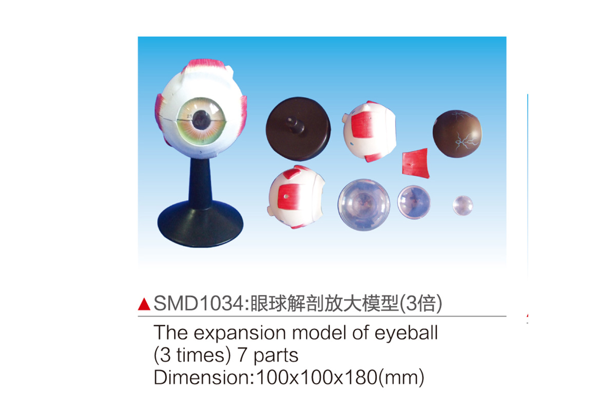 SMD1034：眼球解剖放大模型（3倍）