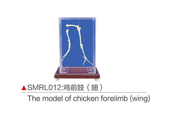 SMRL012：鸡前肢（翅）