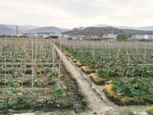 “植丰灵”生物有机肥在福建漳州的试验