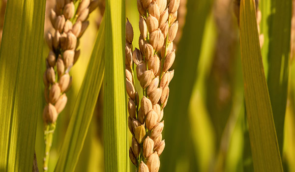 饮马河大米营养价值丰富