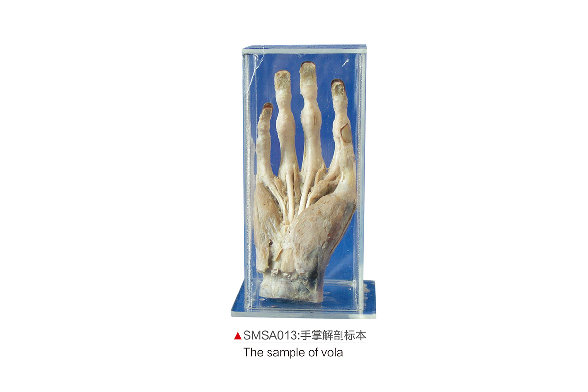SMSA013：手掌解剖标本