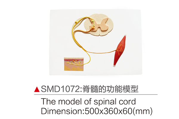 SMD1072：脊髓德功能模型