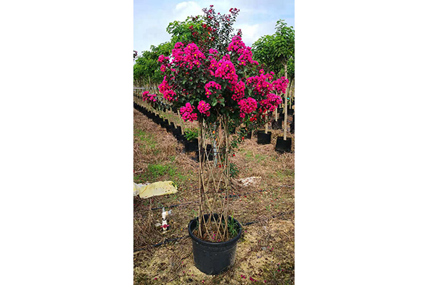 Lagerstroemia indica cage shape