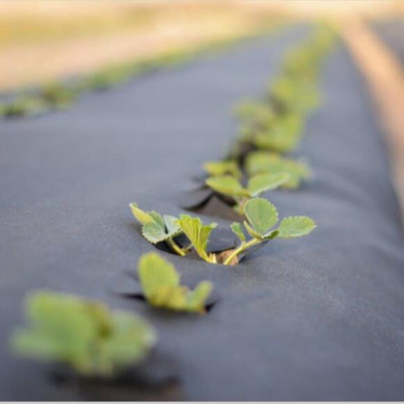 Nonwoven Fabrics in Agriculture: Revolutionizing Cultivation and Yield