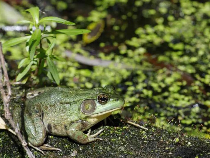 3.15 Report | From the pond to the dining table, how did the bullfrog become a "drug frog"?