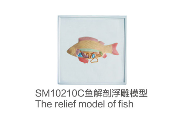 SM10210C The relief model of fish