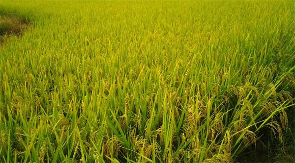 富硒水稻生产基地