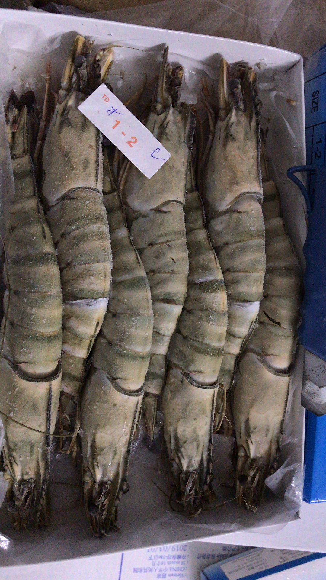 越南活冻黑虎虾