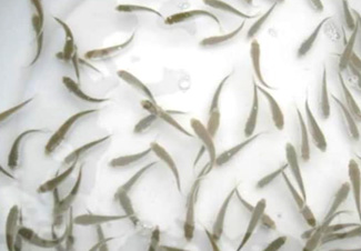 鱼苗鱼种对水环境的适应现象