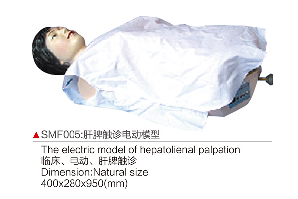 SMF005    肝脾触诊电动模型