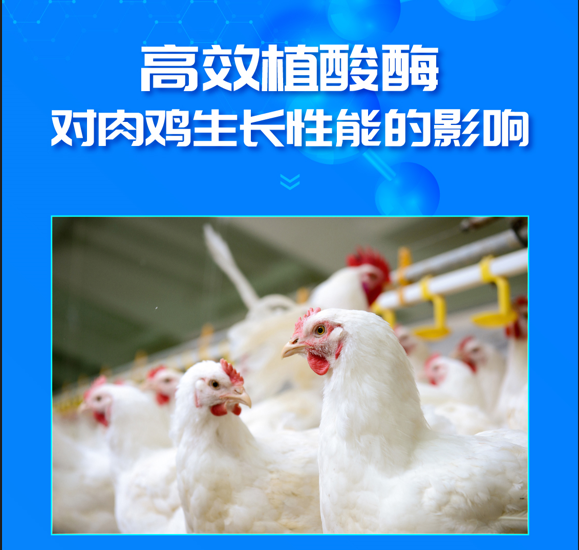 华体会体育技术｜高效植酸酶对肉鸡生长性能的影响
