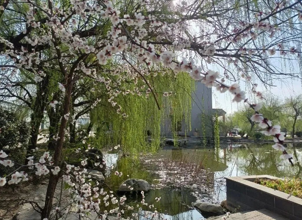 阳春三月，绿化环境 || 寿酒集团开展义务劳动美化厂区环境