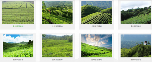 漓江茶厂：品味自然，领略茶韵