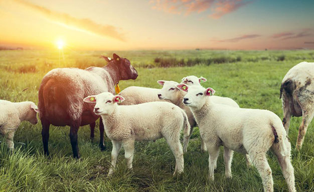 牛羊只喂青草，注意以下問題
