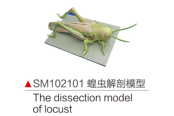 SM102101 蝗虫解剖模型 