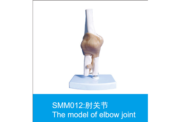 SMM012：肘关节