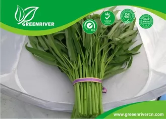 Yellow Green lance leaf water spinach seeds in Prostrate type