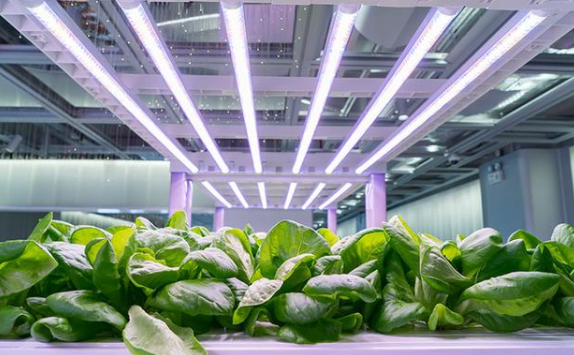 LED生产线中的LED植物生长灯的最新发展