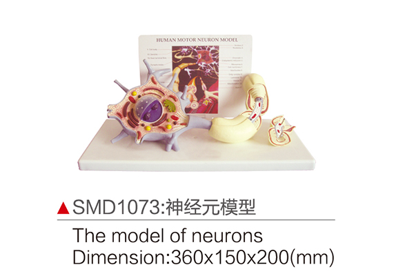 SMD1073：神经元模型