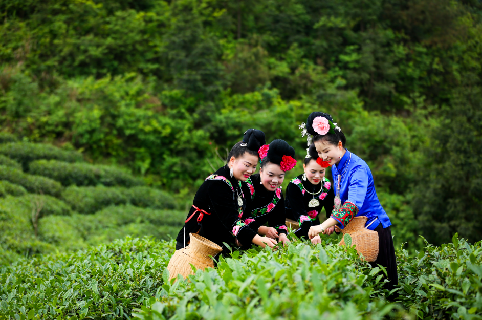 会员风采丨贵州省雷山县毛克翕茶业有限公司