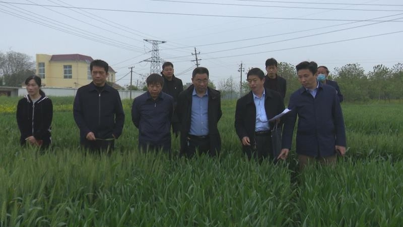 省小麦产业技术体系专家雷振生、吴政卿等调研弱筋小麦