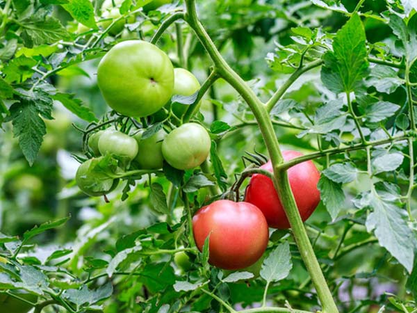 西红柿在生恒久内，掌握施肥纪律，增补微量元素，提供有利情况