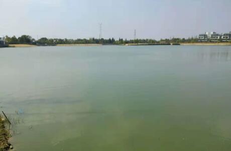 湖泊蓝绿藻水体生态修复