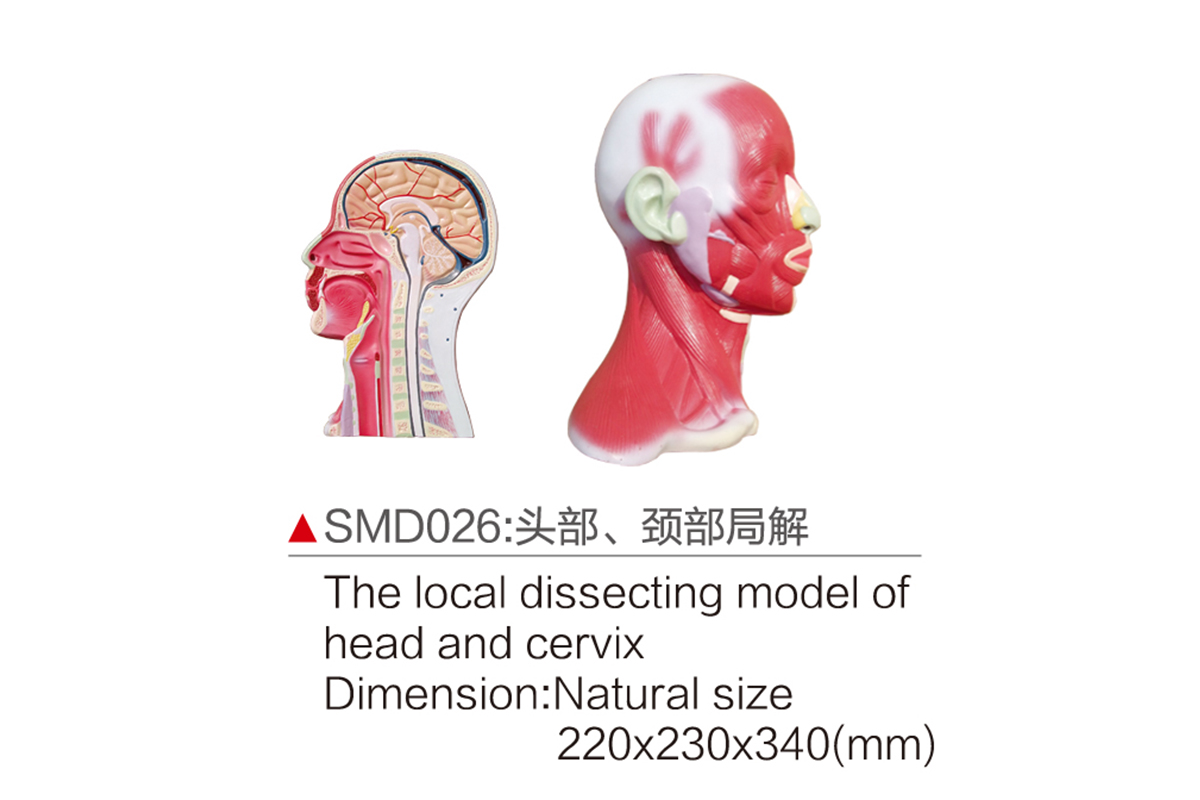 SMD026：头部、颈部局解