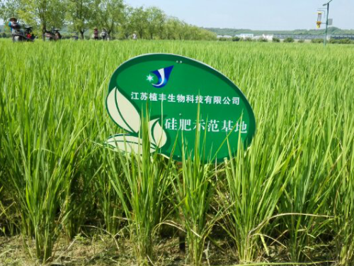 硅肥在水稻上的应用