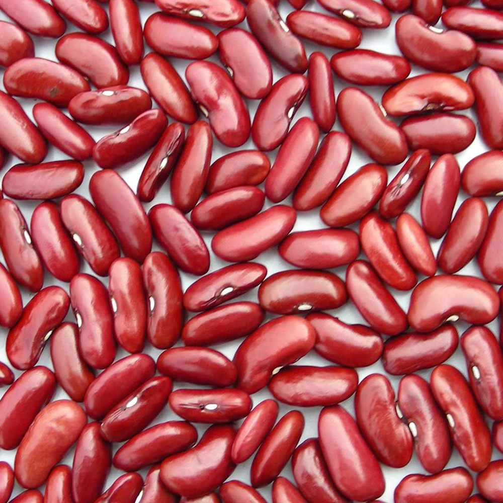 Dark Red Kidney Bean ( English type )